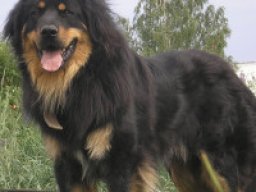 Buryat mongolian shepherd dog